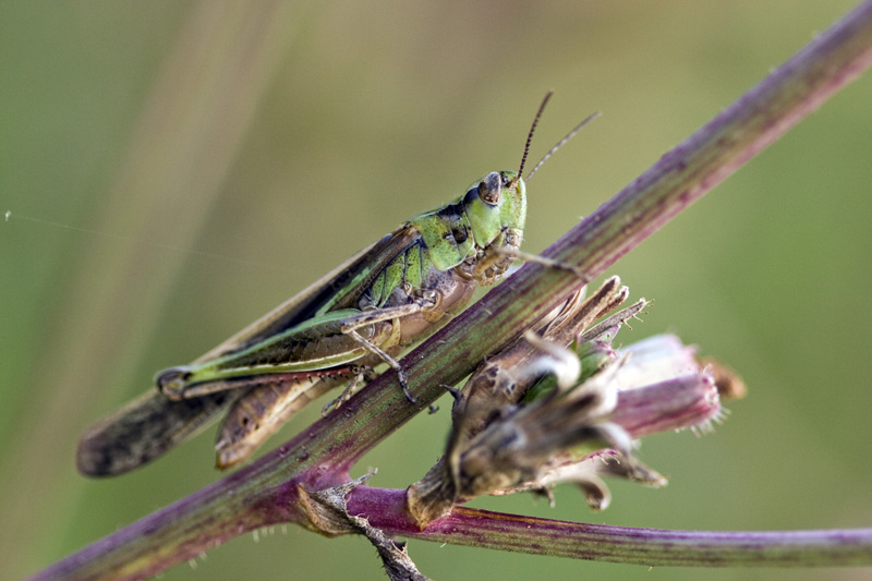 Phaneroptera nana e Aiolopus thalassinus